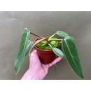 Philodendron spiritus sancti