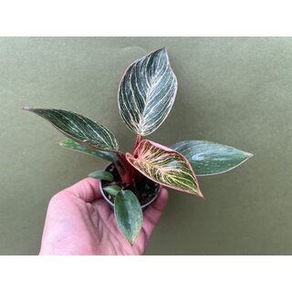 Philodendron Birkin Pink Babyplant
