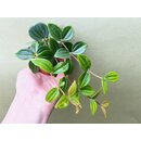 Peperomia quadrangularis