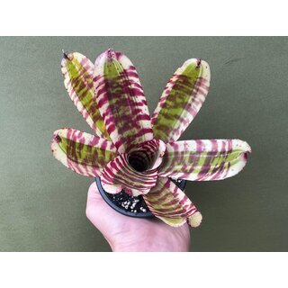 Neoregelia crazy rabbit
