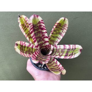 Neoregelia crazy rabbit