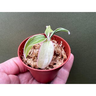 Aglaonema Lotus Delight Babyplant rare