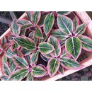 Aglaonema Lotus Delight Babyplant rare