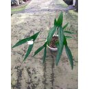 Cyrtosperma beccarianum Babyplant selten