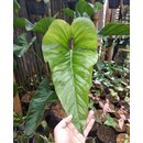 Anthurium watermaliense Babyplant