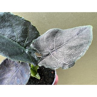 Alocasia Antoro Velvet Babyplant