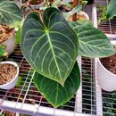 Anthurium Dorayaki x Dressleri Babyplant