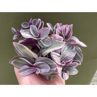 Tradescantia pink paradise