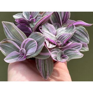 Tradescantia pink paradise