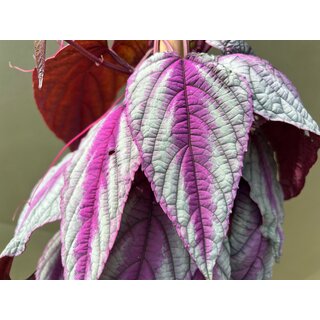 Cissus discolor Violet Vine
