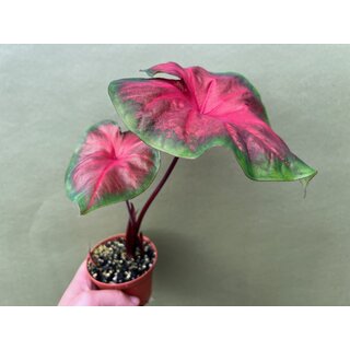 Caladium Royal Flush