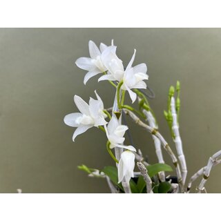 Dendrobium parishii var. alba