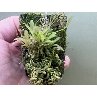 Platystele caudatisepala