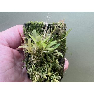 Platystele caudatisepala