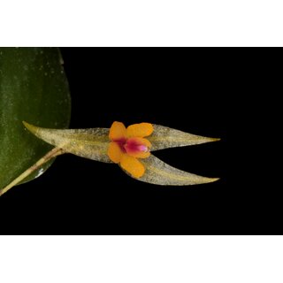 Lepanthes stellaris