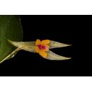 Lepanthes stellaris