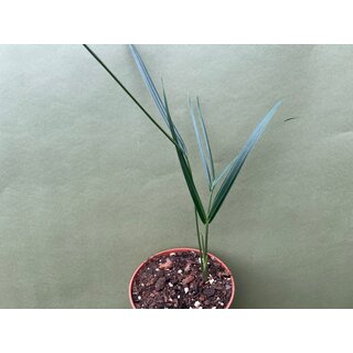 Dypsis decaryi