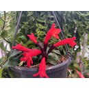 Aeschynanthus rasta - Lippstickflower
