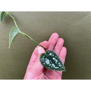 Scindapsus Tricolor Ableger