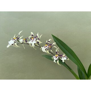 Oncidium XL Orchid