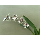 Oncidium XL Orchidee