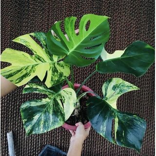 Monstera Yellow Marilyn Variegata TC