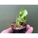 Monstera Yellow Marilyn Variegata TC