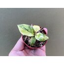 Philodendron burle marx variegata Babyplant