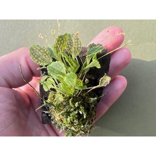 Lepanthes volador