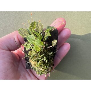 Lepanthes volador