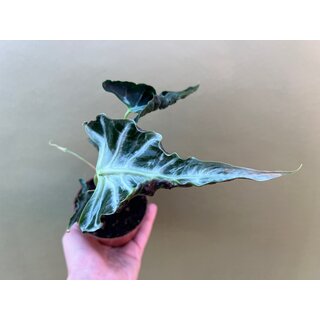 Alocasia Loco