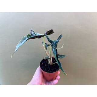 Alocasia Loco