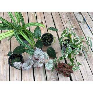 Surprise Rainforest Plantset S