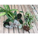 Surprise Rainforest Plantset S