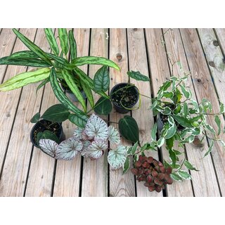 Vampire crabs plantset L