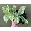 Rhaphidophora Korthalsii Marble Aurea Cutting