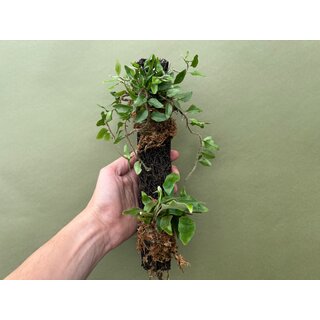 Epiphyte branch with 2 ferns