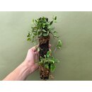 Epiphytenast mit 2 Farnen