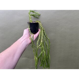 Huperzia carinatum Nang Klay