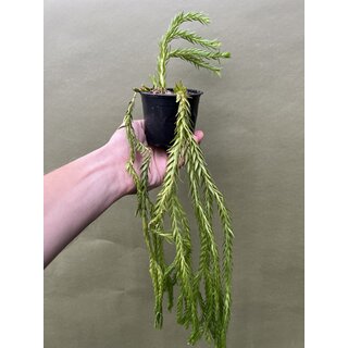 Huperzia carinatum Nang Klay