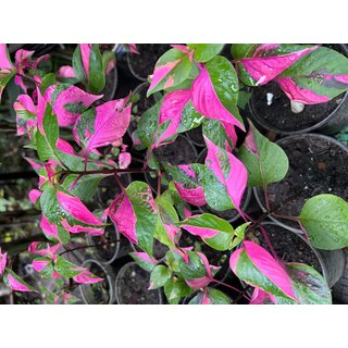 Alternanthera Party Time Pink Variegata