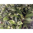 Epipremnum pinnatum N-Joy Cutting