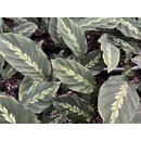 Angebot Calathea Roseopicta NEW