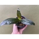 Molinera Black Palm from Borneo