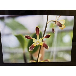 Encyclia alata