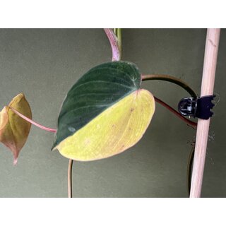 Philodendron micans aurea variegata Ableger