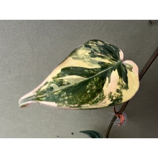 Philodendron micans aurea variegata Ableger