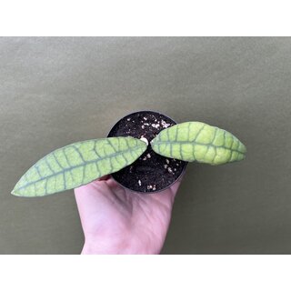 Hoya Callistophylla Long Leaf selten