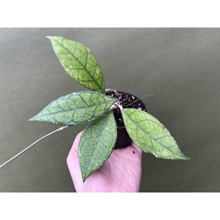 Hoya finlaysonii