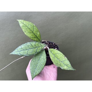 Hoya finlaysonii